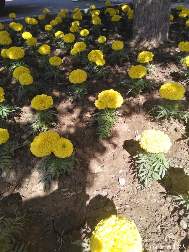 一年生花卉,多年生花卉植物有哪些  第2张